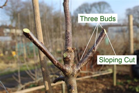 Winter Pruning Cordon Apple Trees Short Spur Method Orchard Notes