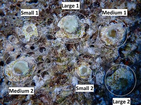 Microfragment Techniques in Coral Propagation (Maldives) - Marine Savers