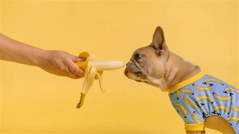 No Des Estos Alimentos A Tu Mascota O Podr As Recibir Euros De