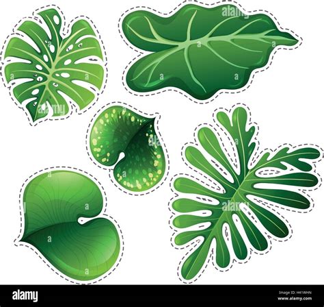 Sticker set of green leaves illustration Stock Vector Image & Art - Alamy