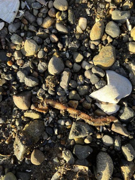 What Kind Of Worm Is This I Found It On A Beach In Wa It Looks Like