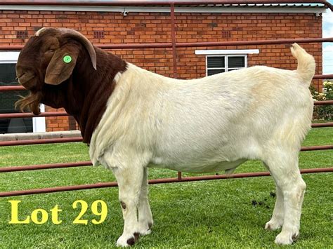 1x Boer Goat Flock On Teats Buck Lukas Burger Boer Goats Bobaas Boer