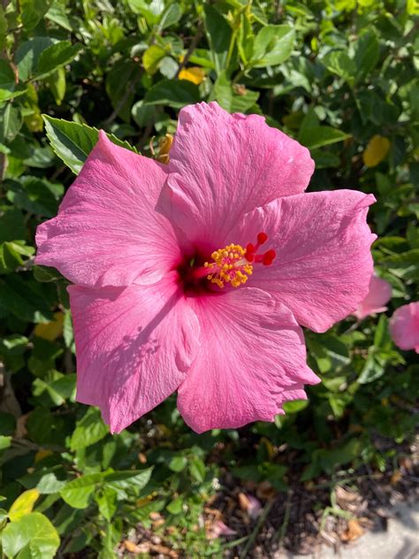 Bright Pink Hibiscus Flower Bush Cuttings Etsy