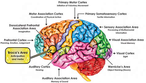 La Corteccia Cerebrale E Le Localizzazioni Cerebrali Learn With Ylenia