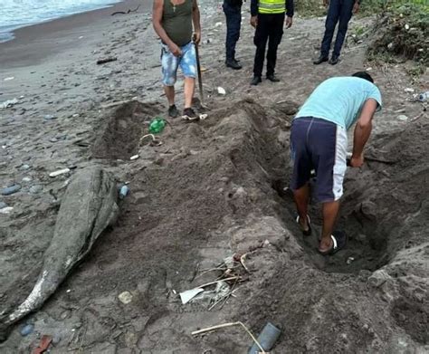 Hallan delfín muerto en playa de Catia La Mar Últimas Noticias