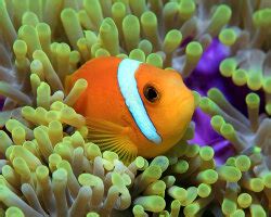 Le poisson clown du Pacifique ou Némo Amphiprion percula Poissons