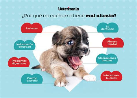 Por Que Mi Perro Tiene Mal Aliento