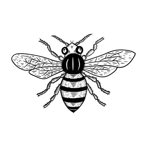 Premium Vector Bee Vector Illustration Isolated On White Background