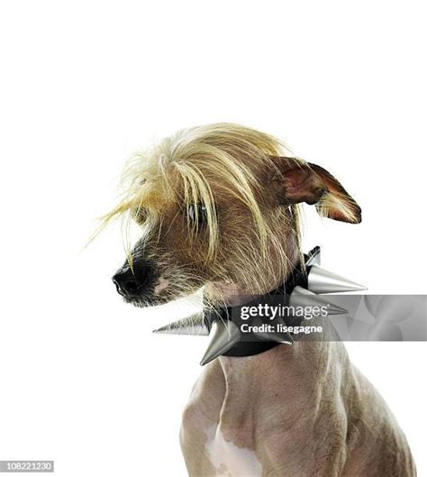 Spike Dog Photos and Premium High Res Pictures - Getty Images