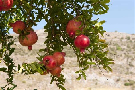 How To Fertilize Pomegranate Trees Gardener’s Path