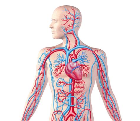 Cardiovascular/Circulatory System Diagram | Quizlet