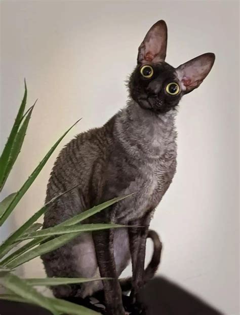 Have Yall Seen Pixel The Smiling Cornish Rex Rcats