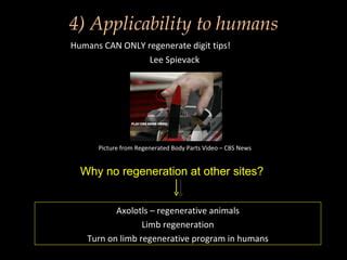 Axolotl regeneration | PPT