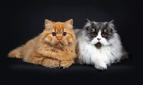 British Longhair Cat Breed Size Appearance And Personality