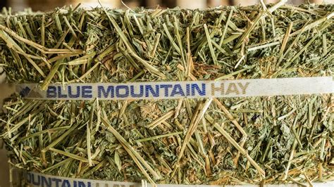 Best Timothy Hay for Rabbits: #1 Guide | Blue Mountain Hay