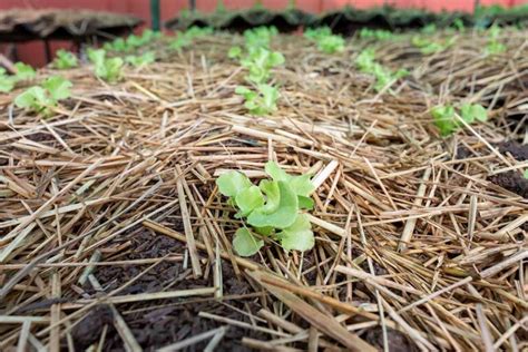 How to Use Straw Mulch in the Vegetable Garden