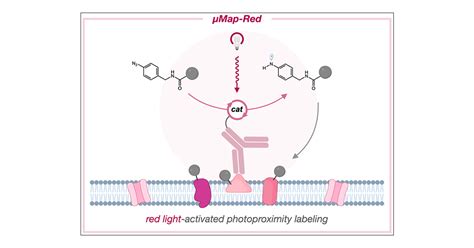 Radius Measurement Via Super Resolution Microscopy Enables