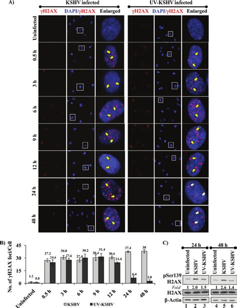 Immunofluorescence Analysis Of ␥ H2ax Levels Early During De Novo Download Scientific Diagram