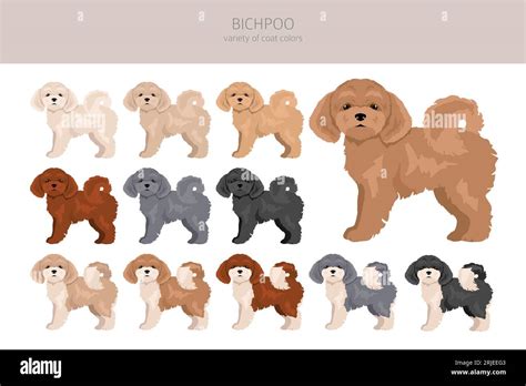 Bichpoo, Poochon clipart. Bichon Frise Poodle mix. Different coat ...