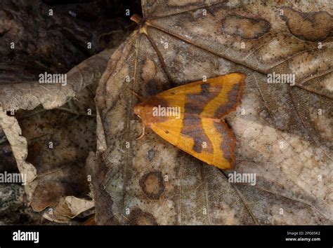 Ochre Yellow Owlet Moth Noctuidae Insects Moths Butterflies