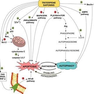 The share of cytotoxic triterpene saponins with novel and known... | Download Scientific Diagram