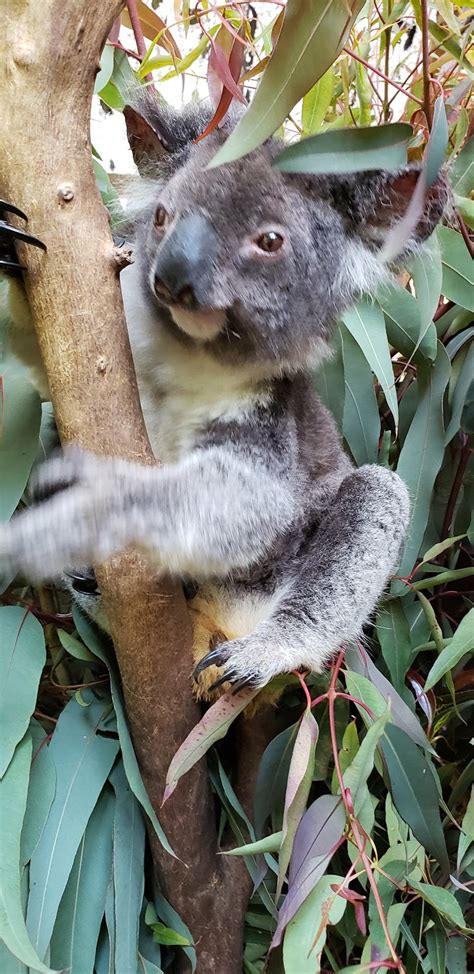 Koala Park Sanctuary Sydney 84 Castle Hill Rd West Pennant Hills NSW