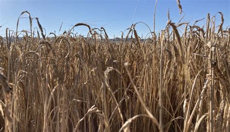 Así ha sido la lonja de este 20 de marzo el precio de los cereales