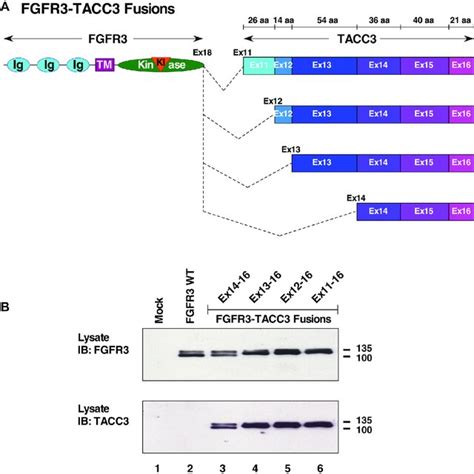 Transformation And Downstream Signaling Of Fgfr Tacc Fusion Proteins