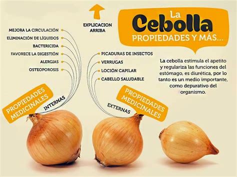 Nutrición Y Salud A Tu Alcance El Consumo De Cebolla Una Muy Buena ElecciÓn