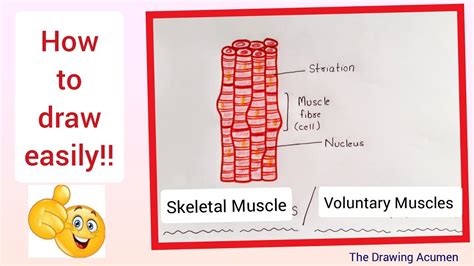 How To Draw Skeletal Voluntary Muscles Step By Step In A Easy