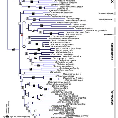 Phylogenetic hypotheses of ordinal classification within Chlorophyceae ...