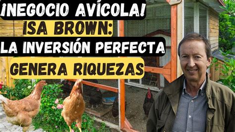 Motivos Para Invertir En Gallinas Ponedoras Isa Brown Youtube