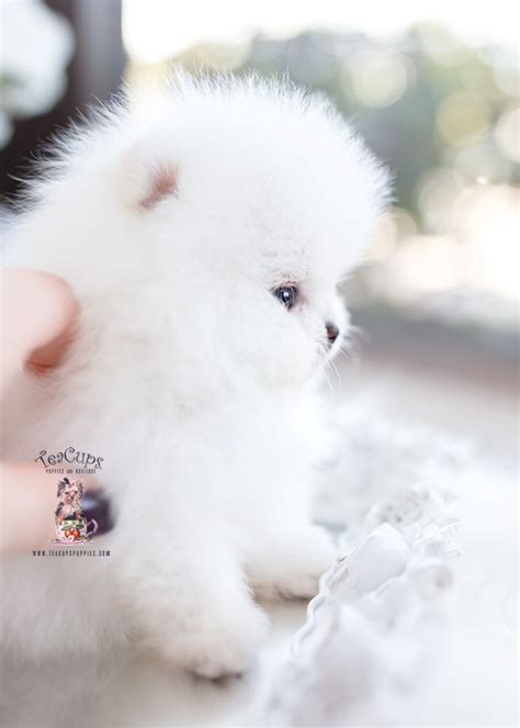 Micro Mini Pomeranian