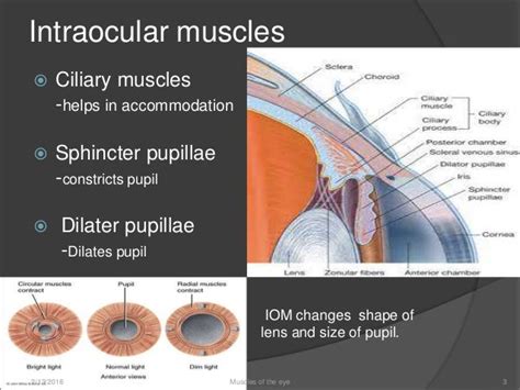 Muscles of the eye