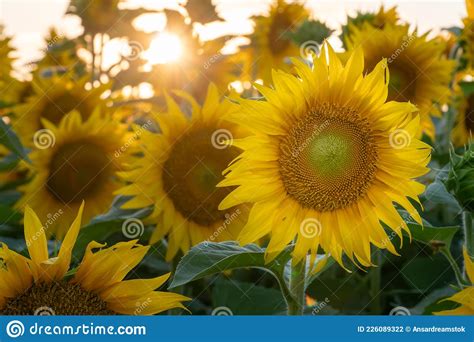 Bonito Claustro De Girasoles A La Luz Del Sol Partes De Un Girasol