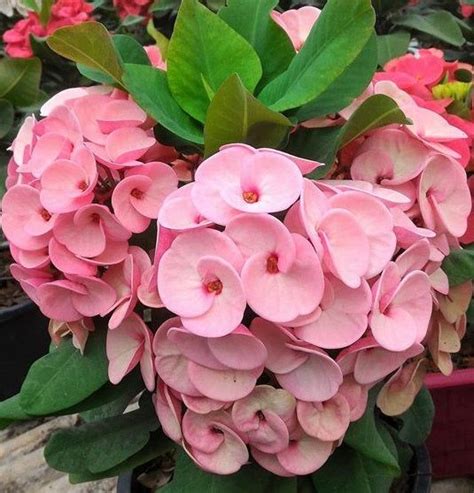 Euphorbia Milii Pink Millionaire Crown Of Thorns Corona De Cristo Rare