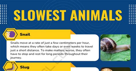 Interesting List Of Slowest Animals In English With Facts • 7esl