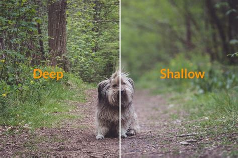 Shallow Depth of Field Photography Tips & Tricks