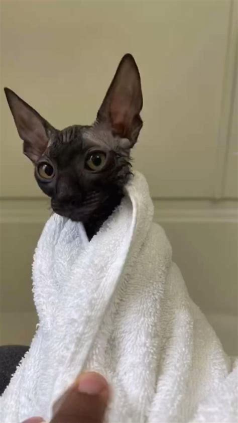 Cats | Cornish Rex | cat bath | funny cats | black cat | cats memes ...