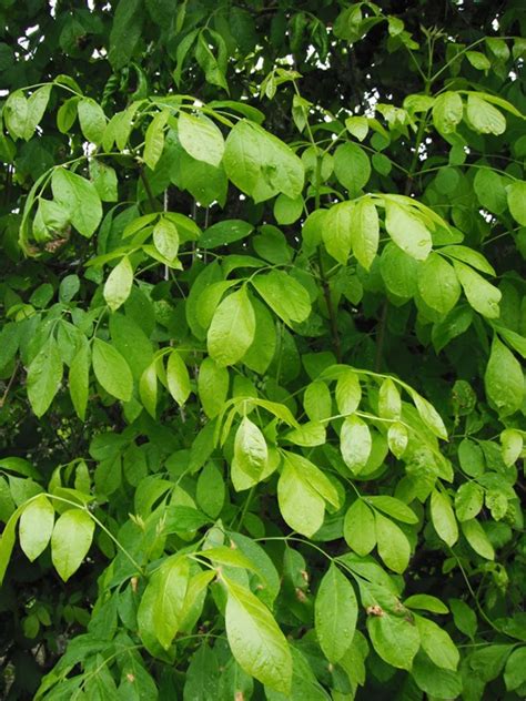 Oregon Ash, Fraxinus latifolia | Native Plants PNW