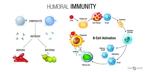 Immune System Bioquad Life Sciences