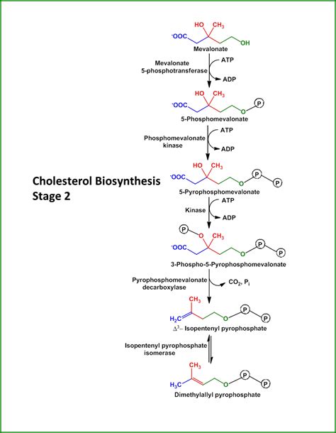 Cholesterol Synthesis: How Our Body Makes it and Regulates?