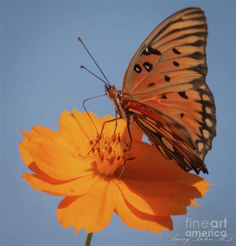 Burns Fritillary Photograph By Barry Bohn Fine Art America