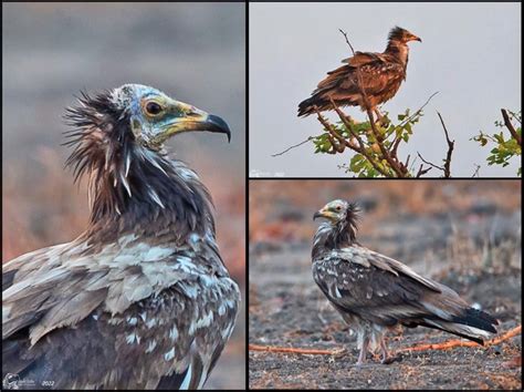 First Confirmed Record Of Egyptian Vulture In Malawi Malawi Tourism