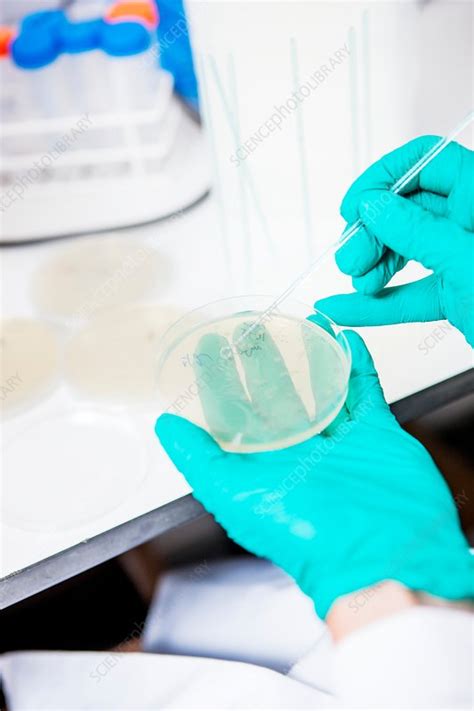 Petri dish culture - Stock Image - C029/8850 - Science Photo Library