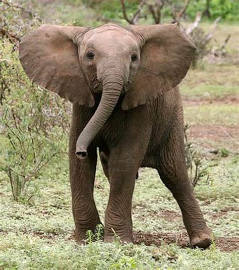 The 35 Cutest Baby Elephants You Will See Today » TwistedSifter