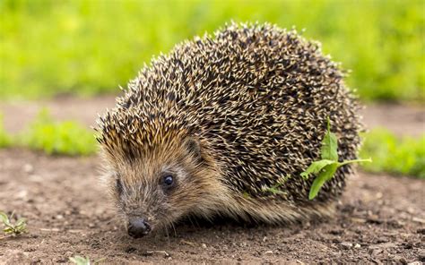 Épinglé sur Animaux