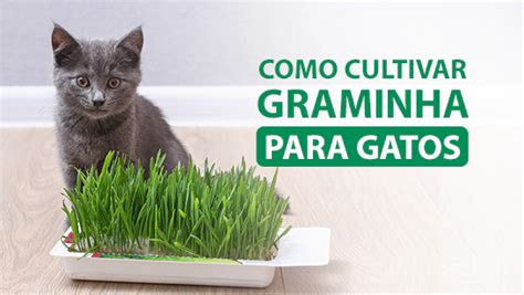 Graminha Para Gatos Cuidando Da Sa De Do Seu Felino