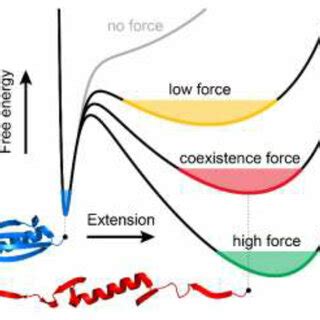 The Effect Of Force On The Free Energy Landscape Of Protein Un Folding