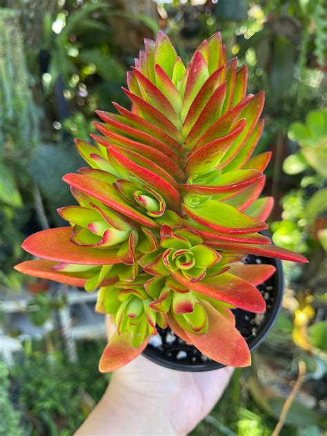 Crassula Capitella Campfire Rare Succulent Live Plant Etsy